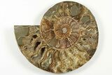 Cut & Polished, Agatized Ammonite Fossil - Madagascar #200138-2